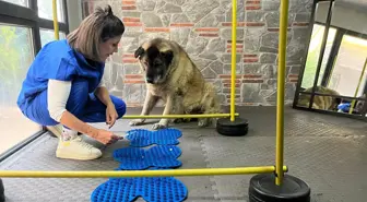 Obezite ile Savaşan Sokak Köpeği 'Duman' 10 Kilo Verdi