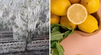 Zira don felaketi sonrası limon fiyatları uçuşa geçti