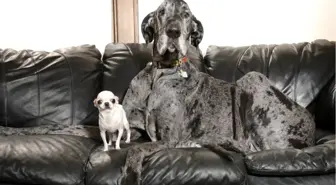 Dünyanın En Büyük ve En Küçük Köpekleri Buluştu