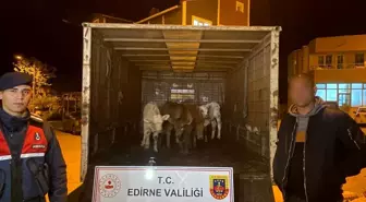 Enez'de Ağıldan Hayvan Hırsızlığı: 2 Şüpheli Yakalandı