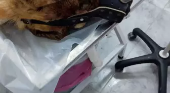 Elazığ'da Silahla Köpek Öldürüldü: Sahibi ve Vuran Kişi Arasında Tartışma
