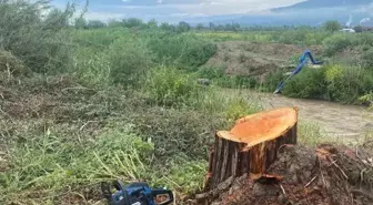 Aydın'da Kamuya Ait 5 Okaliptüs Ağacı Kesildi, 4 Şüpheli Yakalandı