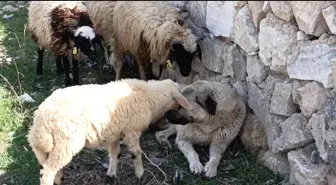Doğanın Dostluğu: Çoban Köpeği ve Koyunlar Arasındaki Bağ