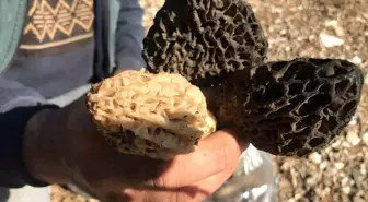 Antalya'nın Akseki İlçesinde Kuzugöbeği Mantarının Toplanma Sezonu Başladı