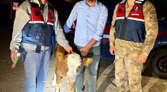 Şanlıurfa'da Çalınan Büyükbaş Hayvanlar Bulundu