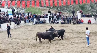 İspir'de Boğa Güreşleri Sırasında Kavga Çıktı
