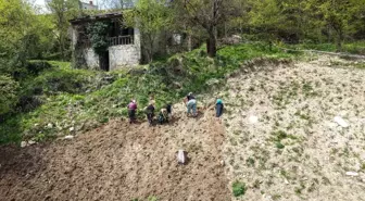 Karadeniz Kadınları Baharla Birlikte Tarıma Dönüyor