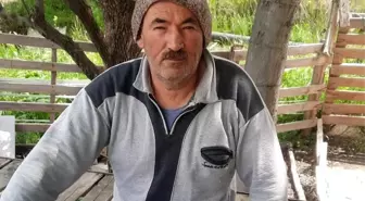 Kurbanlık Kuzulara Kurt Saldırısı: 6 Hayvan Telef Oldu