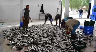 Muğla'nın Nisan İhracatı 95,2 Milyon Dolarla Ülke Ekonomisine Katkı Sağladı