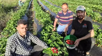 Batman Sason'da Organik Çilek Hasadı Başladı