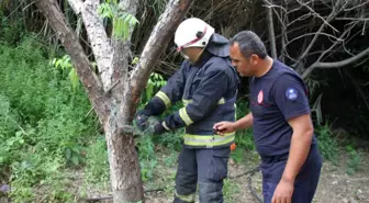 Serik'te İtfaiye Ekipleri Yılanı Kurtardı