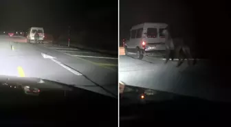 Atları kamyonetin arkasına bağlayıp koşturdu