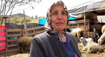 Kırıkkale'de Kurt Saldırısı: 24 Koyun Telef Oldu