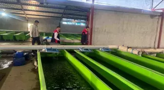 Erzincan'da Yılda 15 Milyon Yavru Alabalık Üretimi