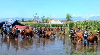 Probolinggo'da Geleneksel Boğa Yarışı Düzenlendi