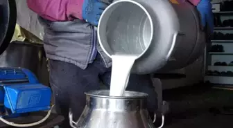 Ardahan'da Süt Üreticileri Düşük Fiyatlarla Zor Günler Geçiriyor