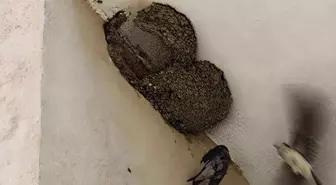 Bilecik'te Kırlangıç İtfaiye Ekipleri Tarafından Kurtarıldı