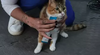 Depremde Yaralanan Kedi 'Defne', Tedavi Edildi ve Sahiplendirilmeyi Bekliyor