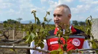 Manisa'da Zirai Don Sonrası Üreticilere Önemli Uyarılar