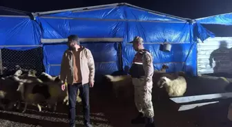 Kilis'te Kaybolan 25 Küçükbaş Hayvan Bulundu
