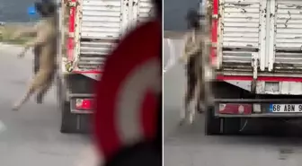 Köpeği boynundan iple asarak taşıdı