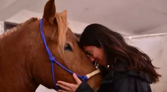 Köpek eğitiminde kullanılan 'clicker' ile atları eğitiyorlar