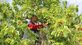 Oltu'da Misafir Kirazı Hasadı Başladı