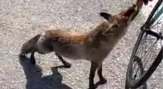 Tarihi yarımadanın maskotu olan tilki, sporcunun elinden beslendi