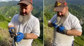 Temizlik yaparken yakaladığı zehirli yılanı boynuna doladı