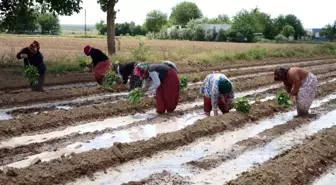 Birecik Patlıcanı Ekim Zamanı Geldi