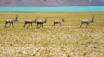 Tibet Antiloplarının Yıllık Göçü Başladı