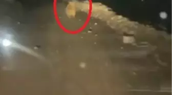 Develi'de Ayı Arı Kovanlarını Parçaladı