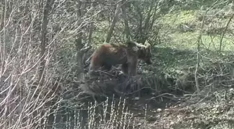 Tokat'ta Yiyecek Arayan Ayı Sürücüler Tarafından Görüntülendi