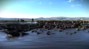 Kayseri'de Manda Sağım Yolculuğu, Belgesel Gibi