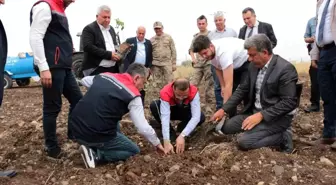 Cizre'de Fıstık Yetiştiriciliği İçin 50 Çiftçiye Fidan Dağıtıldı