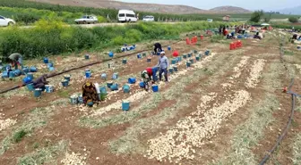 Hatay'ın Amik Ovası'nda Soğan Hasadı Devam Ediyor