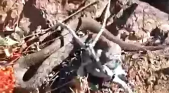Van'da Zehirli Radde Engerek Yılanı Görüntülendi