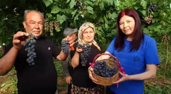Mersin'de Kara Üzüm Hasadı Başladı