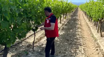 Sarıgöl'de Üzüm Bağları İçin Pestisit Denetimi Başladı