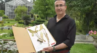 Milleyha Sulak Alanı'nda Yeni Yılanyastığı Türü Keşfedildi