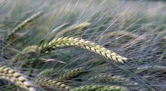 Buğday rekoltesine ilişkin ilk tahmin Hububat Kongresi'nde yapıldı