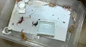 Bursa'da Yasa Dışı Egzotik Hayvan Operasyonu: 32 Birey Ele Geçirildi