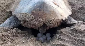 Belek Kumsalında Caretta Caretta'ların İlk Yuvaları Oluştu
