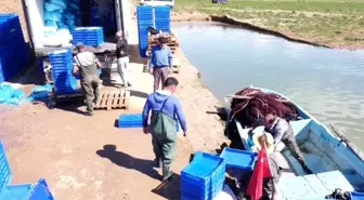 Çekerek Barajı'ndan Avrupa'ya Gümüş Balık İhracı