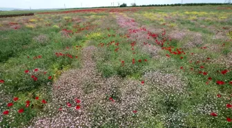 Adıyaman'da Çiçekler Renk Cümbüşü Oluşturdu