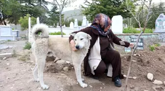 Köpek Garip, Sahibinin Mezarı Başından Ayrılmıyor
