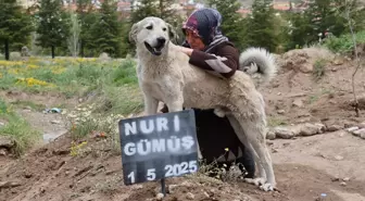 Garip, sahibinin mezarının başından ayrılmıyor