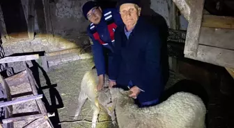 Bilecik'te Kayıp Hayvanlar Jandarma Tarafından Bulundu