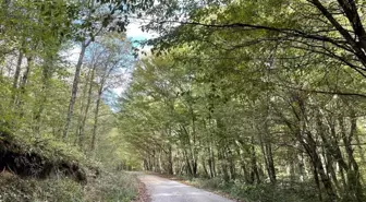 Kırklareli'nde Ormanlık Alanlara Giriş 177 Gün Süreyle Yasaklandı
