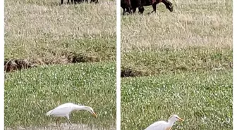 Diyadin'de Nadir Görülen Sığır Balıkçılı Kuşu Keşfedildi